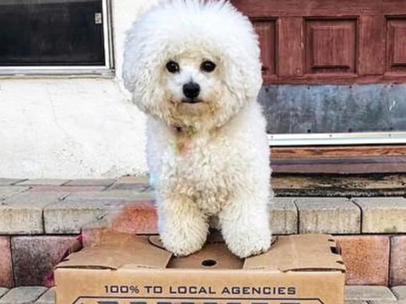 Bichon Blitzteam