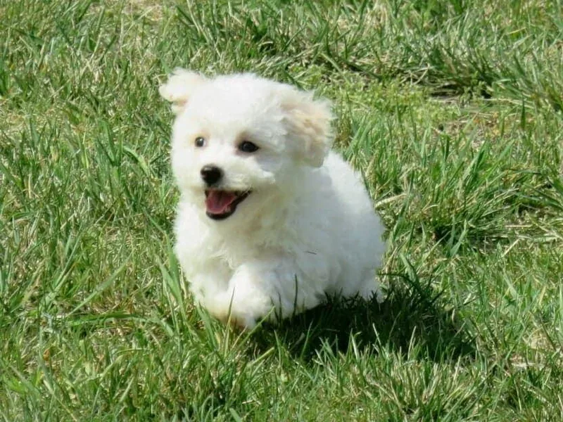 Bichon Delights photo 1