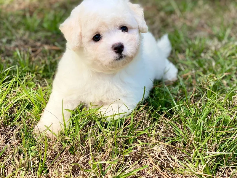 Bichon Frise Dynasty LLC