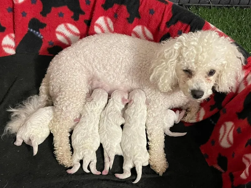 Bichon Frise in Bradenton Florida