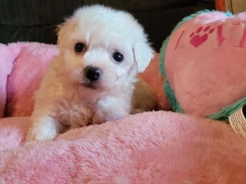 Bichon Frise Partnership