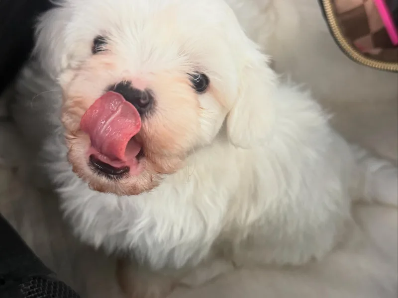 Bichoncitos Malteses ❤️