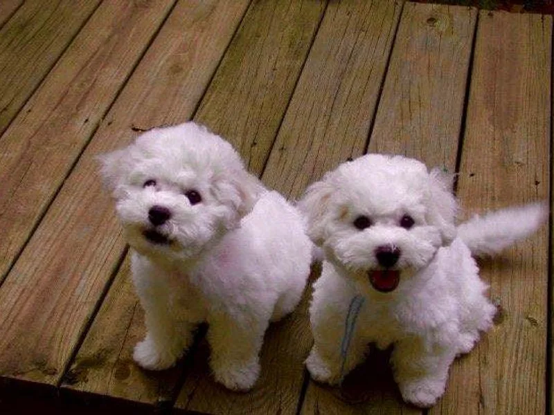 Bichons of Parmele
