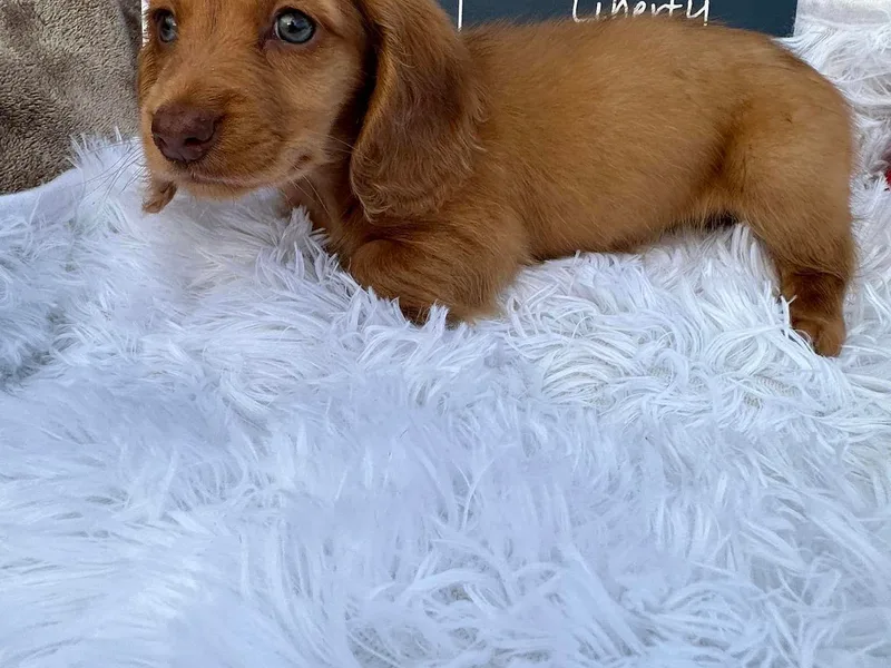 Bidding Creek Dachshunds
