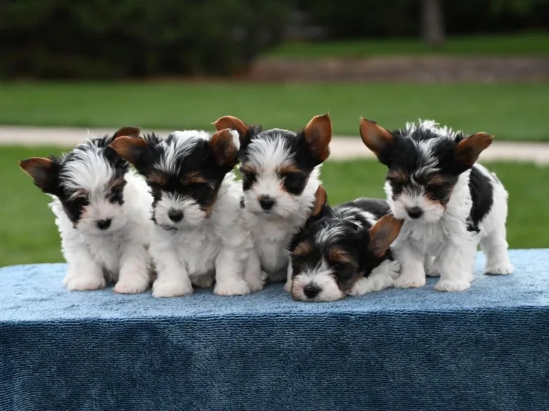 Biewer Bliss Kennel