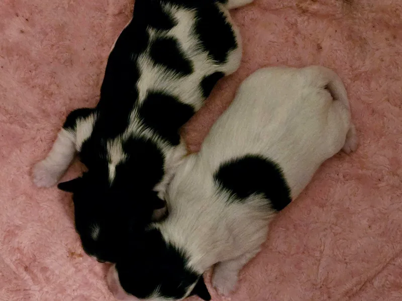 Biewer Terriers by Rimba