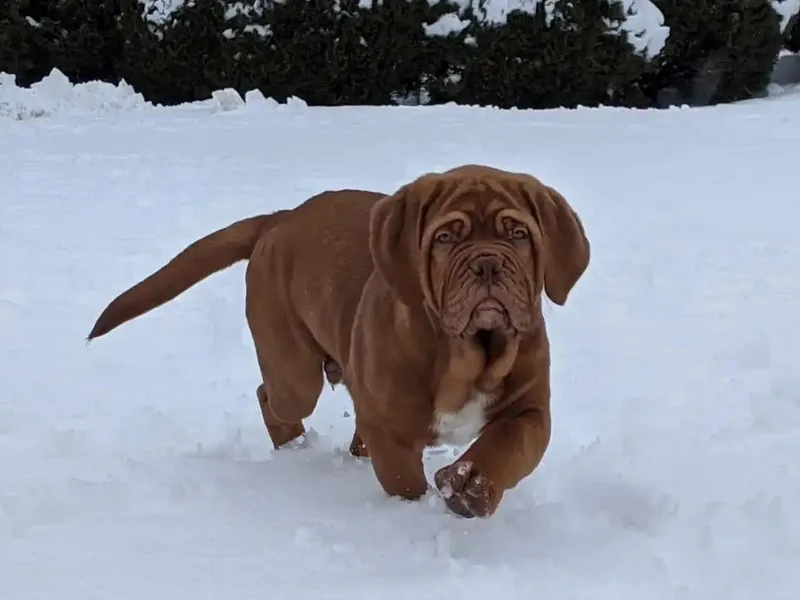 Big and Little Wiggly Butts LLC