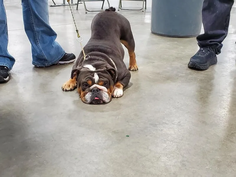 Big Bad Beast Kennels
