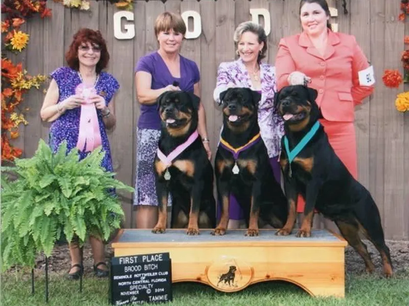 Big Beach Rottweilers