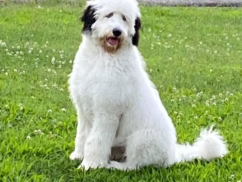 Big Bear Sheepadoodles