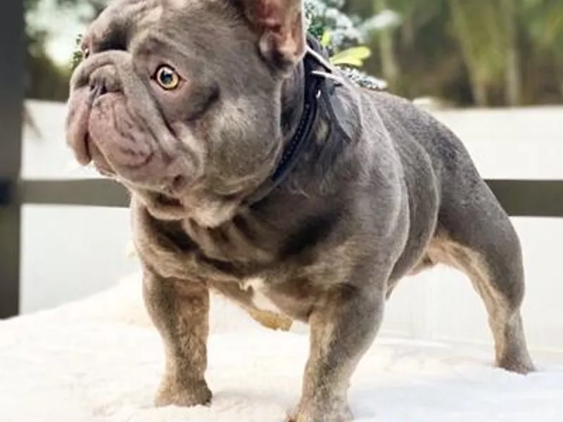 Big Buck Bulldogs