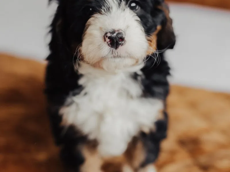 Big Butte Bernedoodles