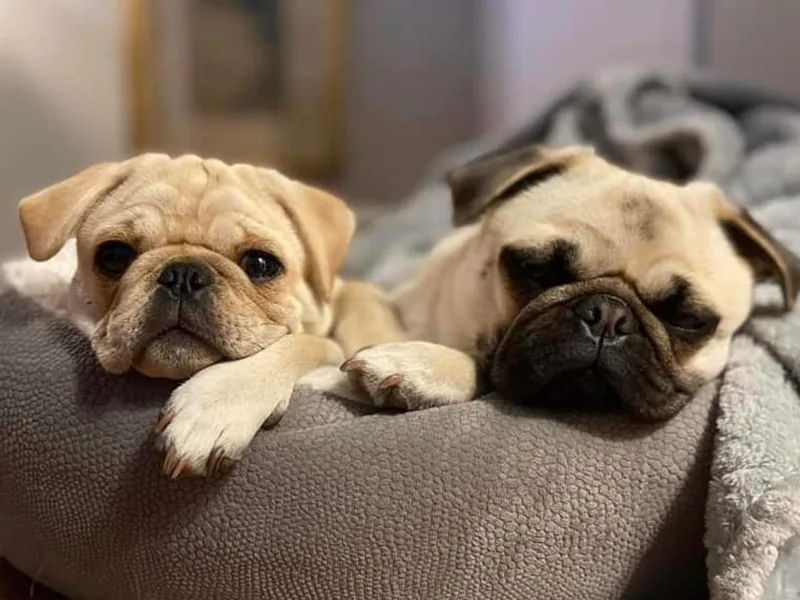 Big Country Pugs