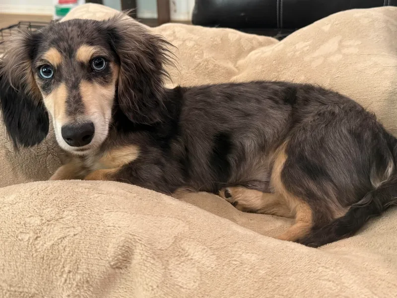 Big Creek Mini Dachshund