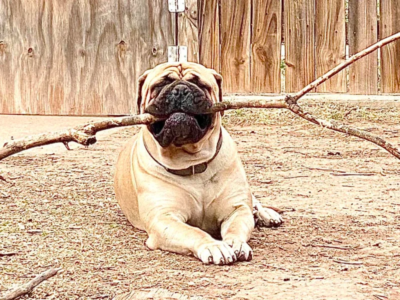 Big Daddy Bullmastiffs photo 1