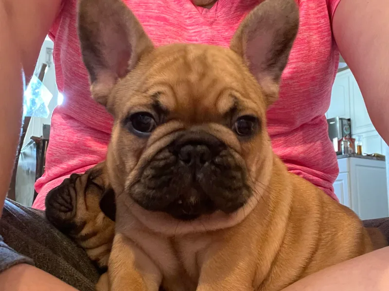 Big Daddy Frenchies