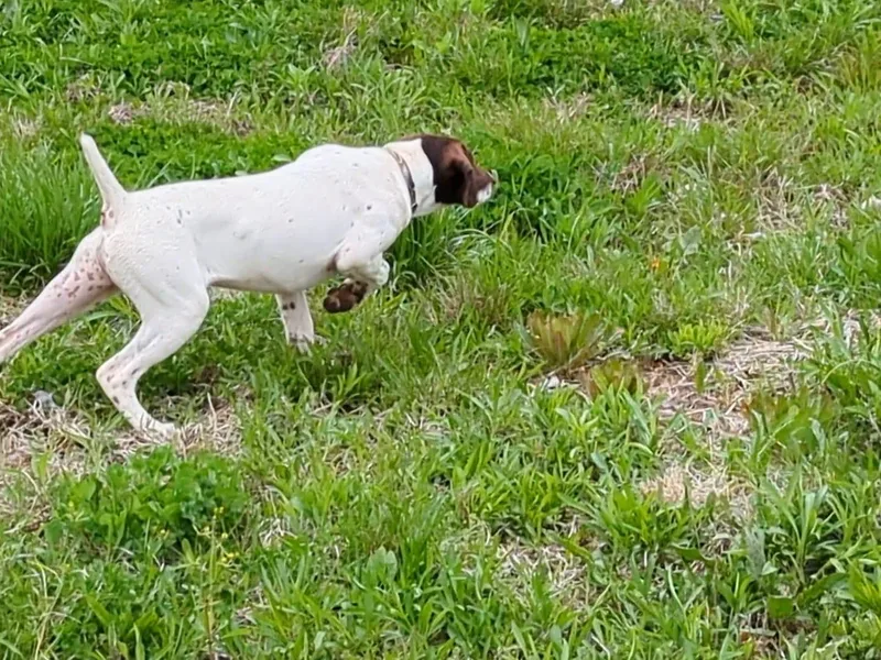 Big Daves Bird Dogs LLC,  BDBD