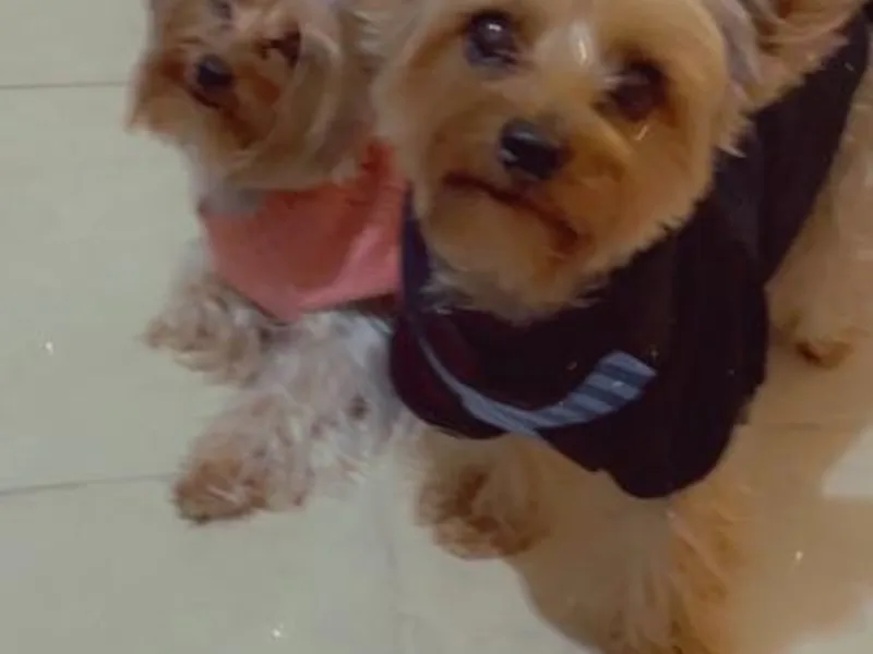 Big E’s Paw Services