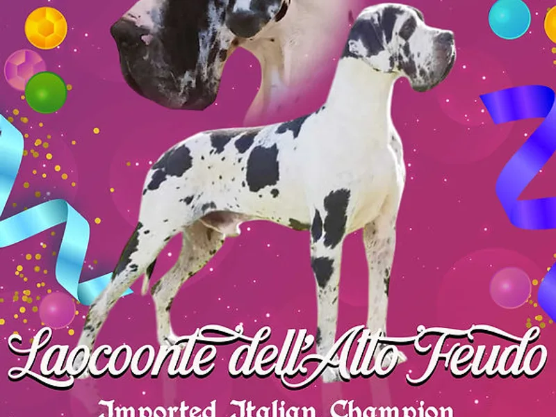 Big Easy Great Danes