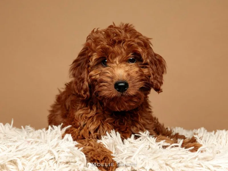 Big Hearted Breeders