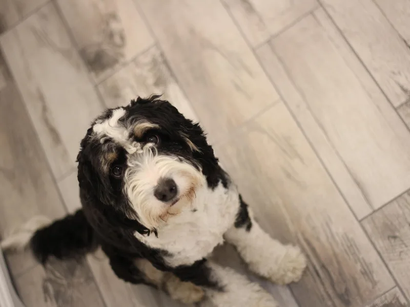Big Horn Bernedoodles