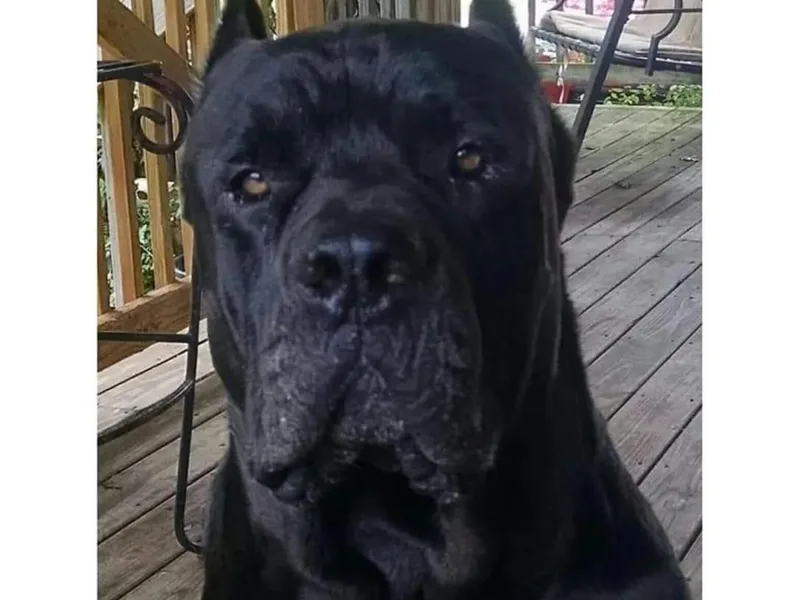 Big Huey’s Cane Corso Mastiffs