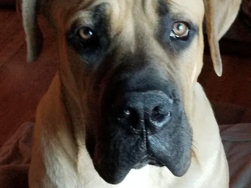 Big Iron Boerboel’s photo 1