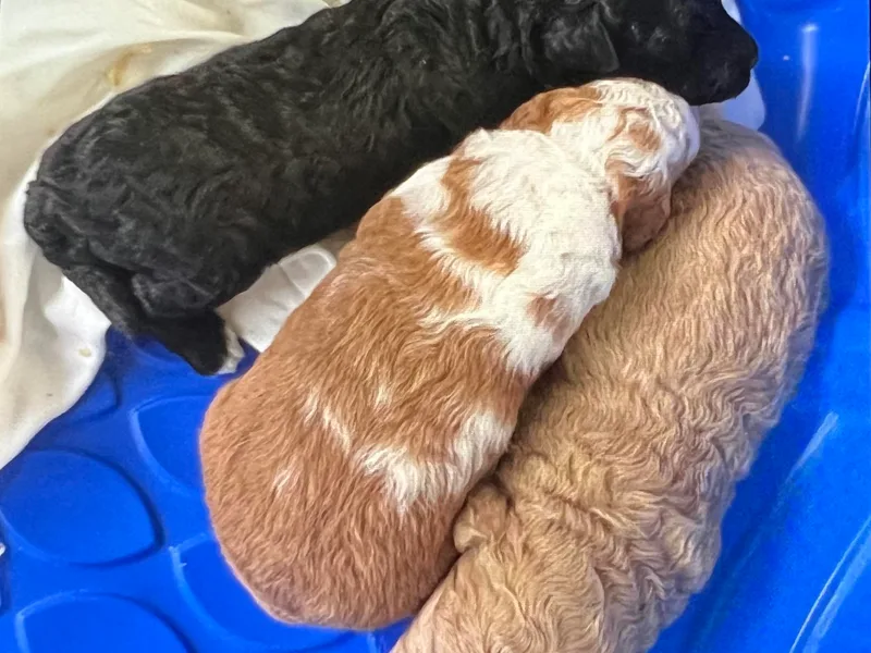 Big Island Goldendoodles