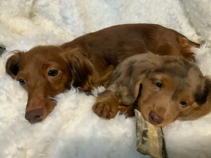 Big Island’s Little Weiners
