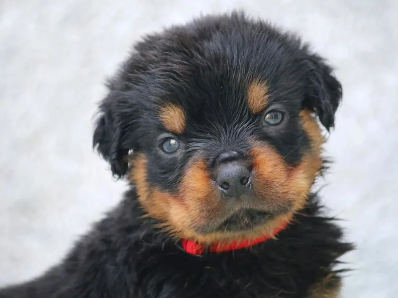 Big Jay's Kennels LLC