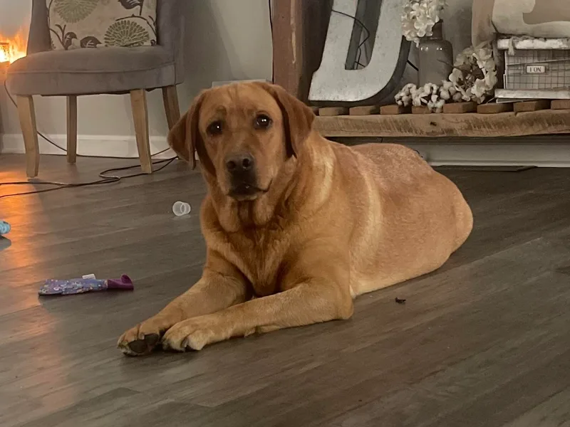 Big League Labradors