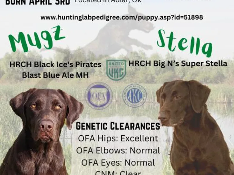 Big N Kennels, LLC