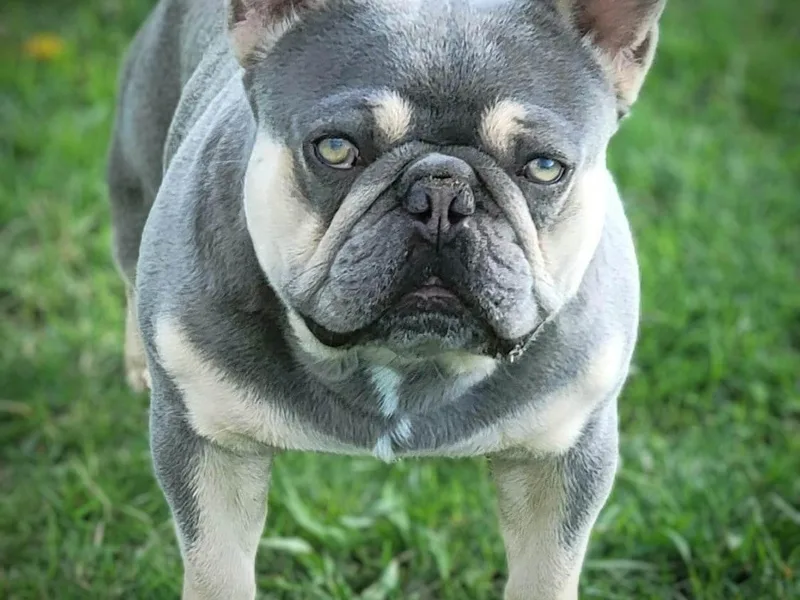 Big Ox Bulldogs