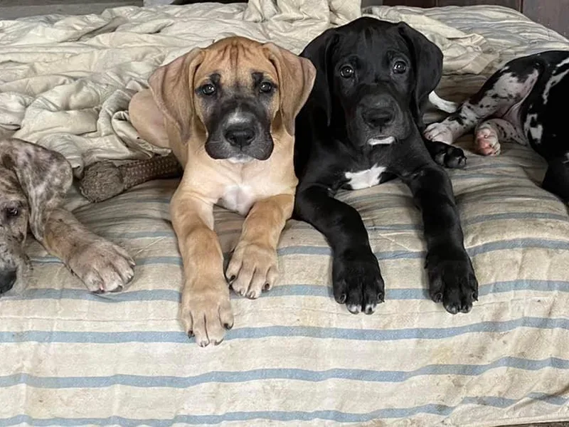 Big Paw Great Danes