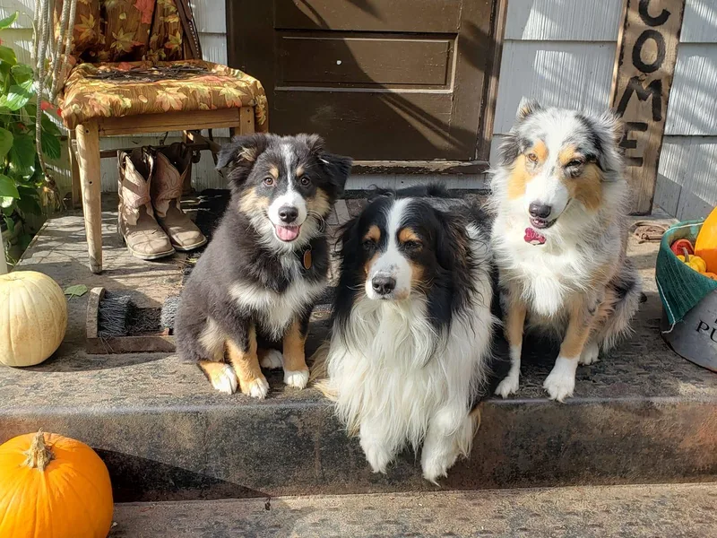 Big Pines Australian Shepherds