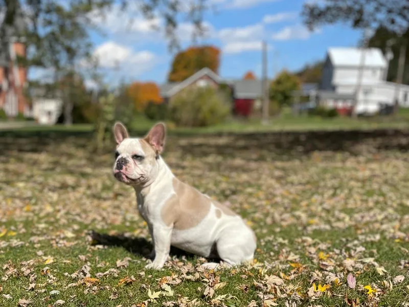 Big Piney's Incredibulls