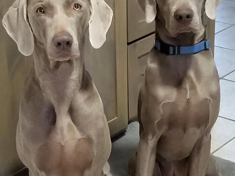 Big River Weimaraners