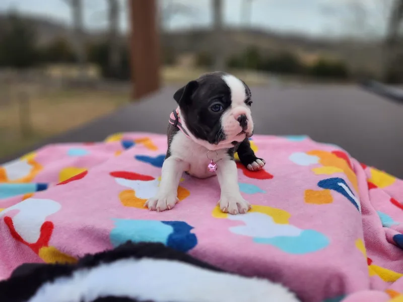 Big Rock Boston Terriers