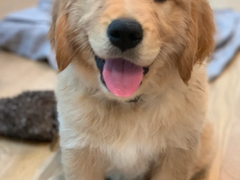 Big Rock Goldens