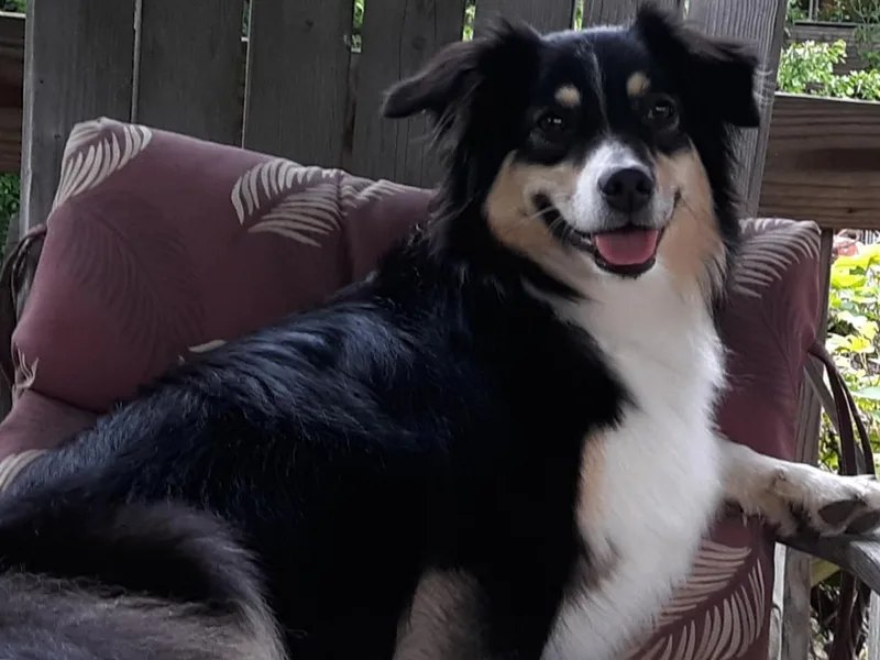 Big Run Australian Shepherds