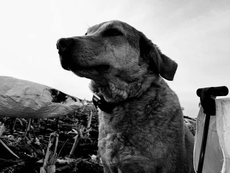 Big Sioux Retrievers