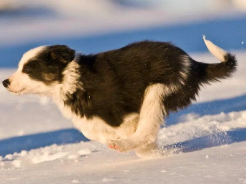 Big Sky Border Collies