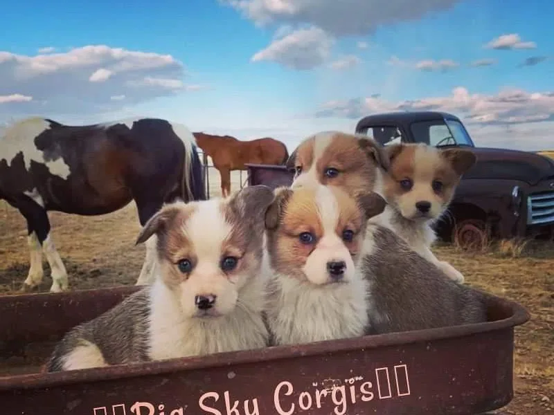 Big Sky Corgis