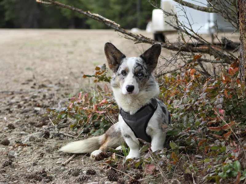 Big Sky Country Corgis