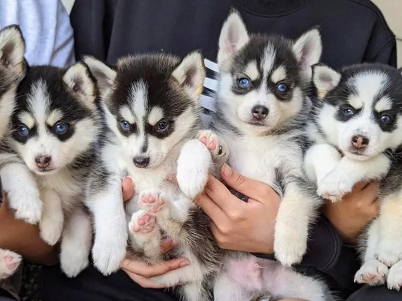 Big Sky Pomskies