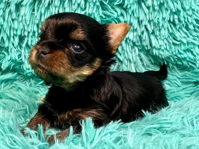 Big Sky Yorkies