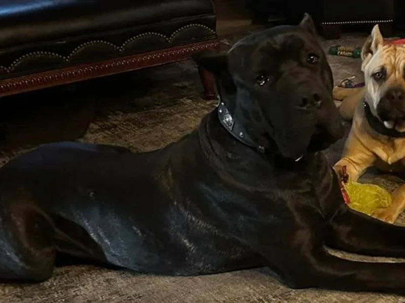 Big Thunder Cane Corso