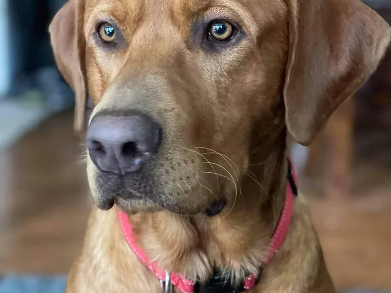 Big Water Dreams Retrievers