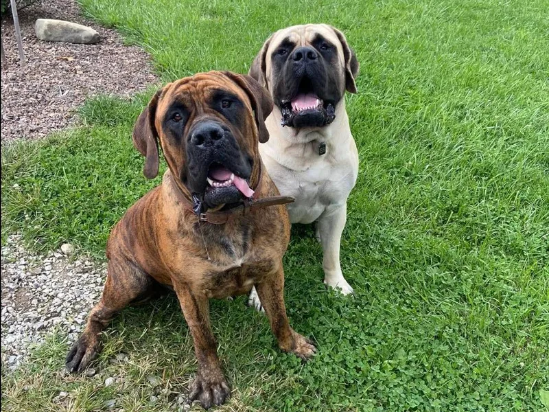 Big Z English Mastiff