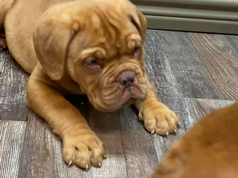 Bigdawgzmastiff photo 1